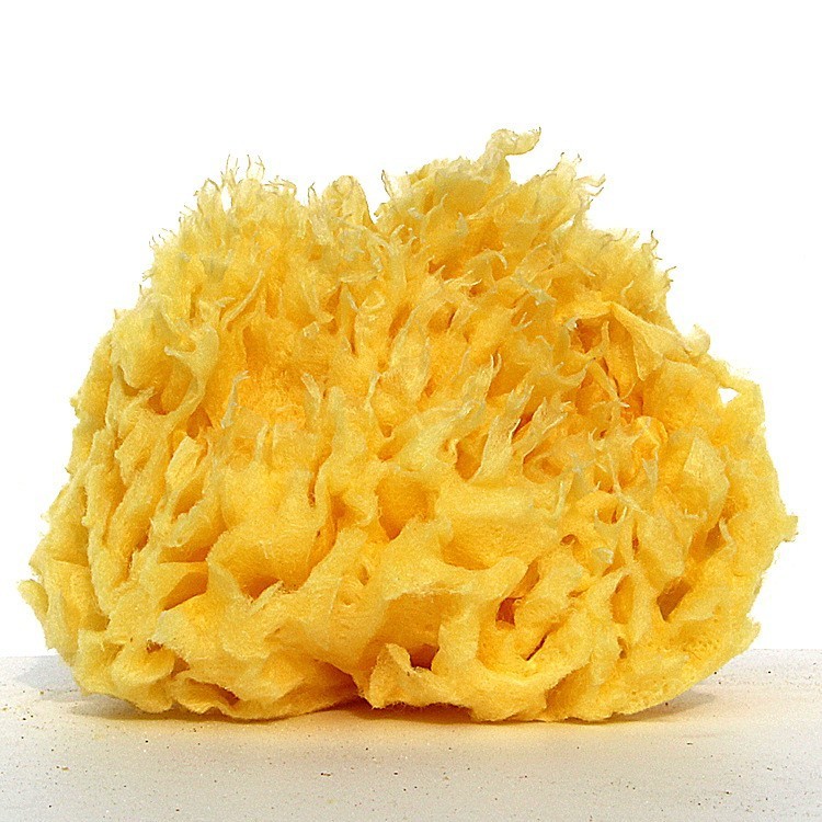 গ্রীস প্রাকৃতিক স্পঞ্জ